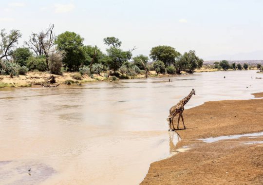 Pr&eacute;parez votre safari dans le parc National de Ruaha