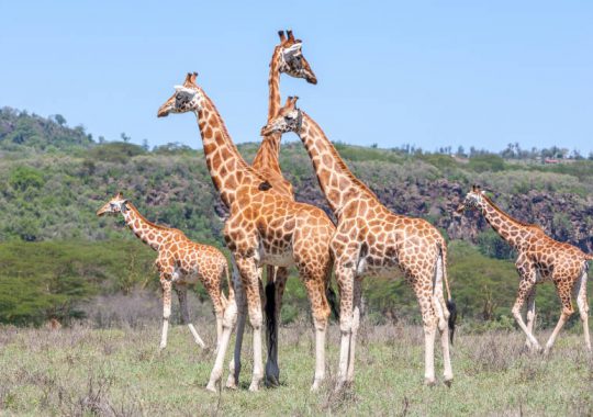 Vivez l&rsquo;exp&eacute;rience unique d&rsquo;un safari au parc du Serengeti