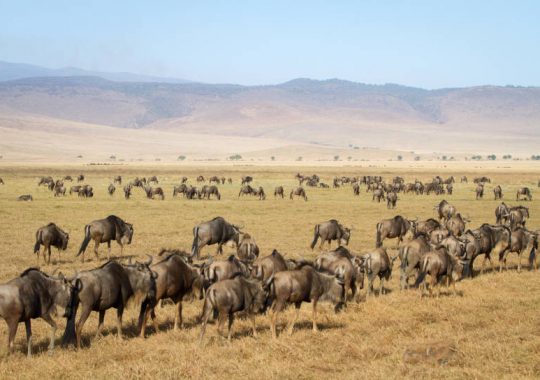 Participer &agrave; un safari dans l&rsquo;aire de conservation du Ngorongoro