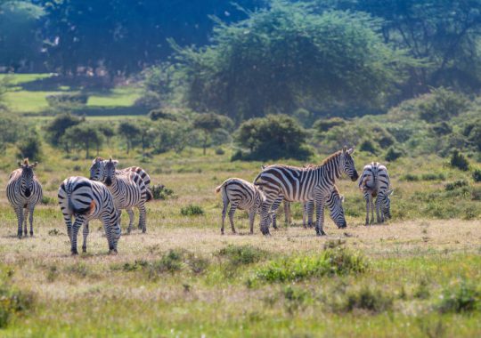 Participer &agrave; un safari dans le parc d&rsquo;Arusha