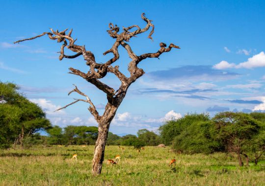 Faire un safari inoubliable dans le parc de Tarangire